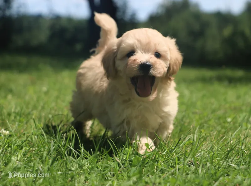 Little boy Bounce 💙💙 – Havapoo puppy for sale in Shreve, OH