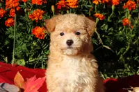 Pocket size Princess 💞💗, a female Havapoo for sale in Shreve, OH – 2 of 10