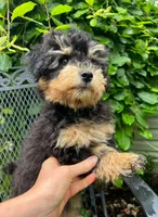 Obedience Training Begun!!! Baby Boy 💙🥰💙, a male Havapoo for sale in Shreve, OH – 5 of 6