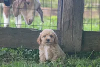 Buddy - ready to go!!!!! 💙💙, a male Havapoo for sale in Shreve, OH – 10 of 10