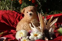 Pocket size Princess 💞💗, a female Havapoo for sale in Shreve, OH – 8 of 10
