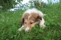 Bubbles, full of bounces and intelligence... , a male Collie for sale in Shreve, OH – 8 of 10