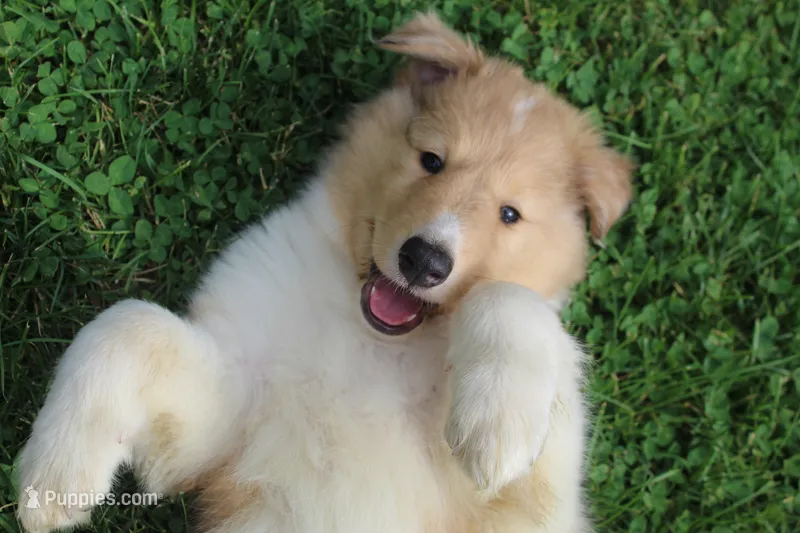 Cookie - sweet, lovable, loyal... – Collie puppy for sale in Shreve, OH