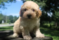 Buster - Ready to go!!!!!💙💙, a male Havapoo for sale in Shreve, OH – 2 of 8