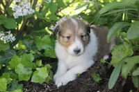 Lassie, a female Collie for sale in Shreve, OH – 5 of 10