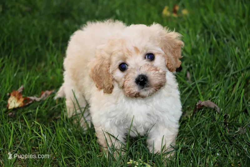 Sugar Baby ❤️💕 – Havapoo puppy for sale in Shreve, OH