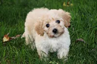 Little Sugar Baby ❤️💕, a female Havapoo for sale in Shreve, OH – 7 of 8
