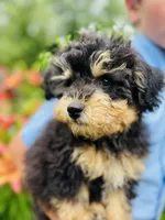 Cuddly, Playful, Snuggly and Smart!!!, a male Havapoo for sale in Shreve, OH – 7 of 10