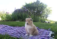 Poppy, a female Collie for sale in Shreve, OH – 9 of 9