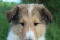 Bubbles, full of bounces and intelligence... , a male Collie for sale in Shreve, OH – 4 of 10