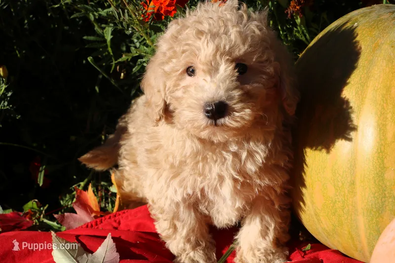 Little Pumpkin!! ❤️💕 new pictures! – Havapoo puppy for sale in Shreve, OH