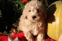 Little Pumpkin ❤️💕, a female Havapoo for sale in Shreve, OH – 9 of 10