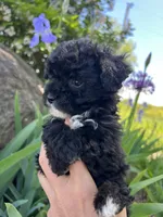 Princess, a male Havanese and Havapoo for sale in Shreve, OH – 1 of 6
