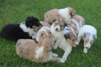 Lassie, a female Collie for sale in Shreve, OH – 10 of 10