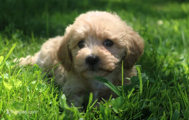 Little Buddy boy 💙💙 – Havapoo puppy for sale in Shreve, OH