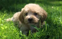 Buddy - ready to go!!!!! 💙💙, a male Havapoo for sale in Shreve, OH – 4 of 10