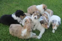 Cookie, a female Collie for sale in Shreve, OH – 8 of 8