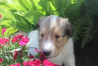 Bubbles, a male Collie for sale in Shreve, OH – 7 of 10