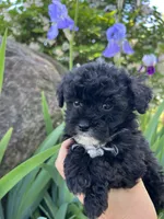 Princess, a male Havanese and Havapoo for sale in Shreve, OH – 4 of 6
