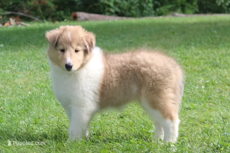Cookie - sweet, lovable, loyal... – Collie puppy for sale in Shreve, OH