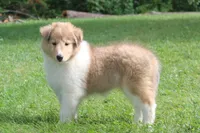 Cookie - sweet, lovable, loyal..., a female Collie for sale in Shreve, OH – 1 of 9