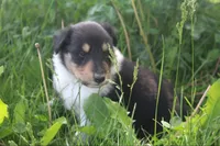Scout, a male Collie for sale in Shreve, OH – 8 of 10