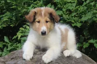 Bubbles, full of bounces and intelligence... , a male Collie for sale in Shreve, OH – 5 of 10