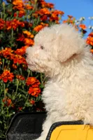 Peluche 💙💙, a male Havapoo for sale in Shreve, OH – 6 of 7