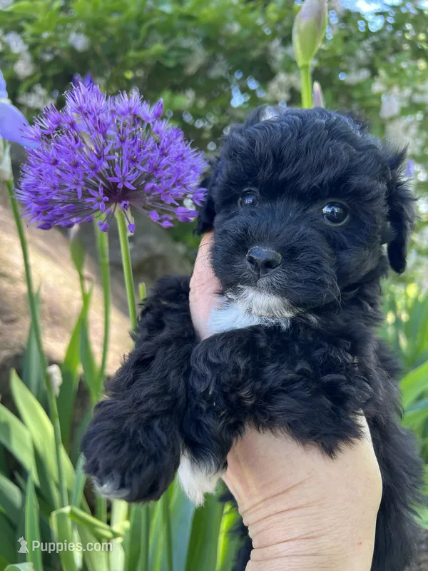 Cutie - Baby Girl❤️💕 – Havapoo puppy for sale in Shreve, OH