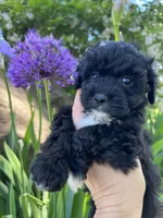 Cutie - Baby Girl❤️💕, a female Havapoo for sale in Shreve, OH – 2 of 4