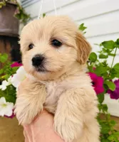 Cuddles, a female Havapoo for sale in Shreve, OH – 6 of 6