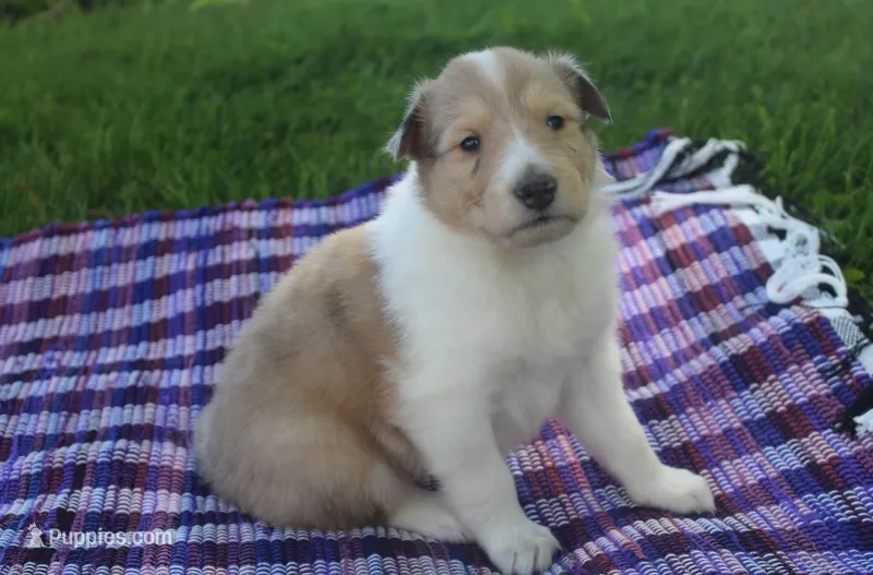 Sugar – Collie puppy for sale in Shreve, OH