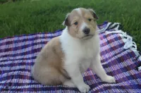 Sugar, a female Collie for sale in Shreve, OH – 1 of 7