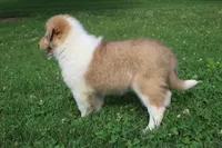 Cookie - sweet, lovable, loyal..., a female Collie for sale in Shreve, OH – 8 of 9