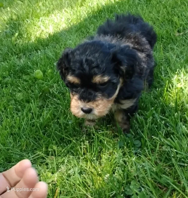 Mochie – Havanese, Havapoo puppy on hold in Shreve, OH