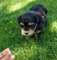 Mochie, a male Havanese and Havapoo for sale in Shreve, OH – 1 of 1