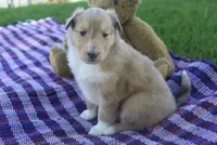 Poppy, a female Collie for sale in Shreve, OH – 6 of 9