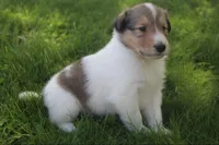Bubbles, a male Collie for sale in Shreve, OH – 4 of 10