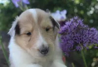 Sugar, a female Collie for sale in Shreve, OH – 5 of 7