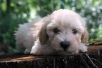 Buster - Ready to go!!!!!💙💙, a male Havapoo for sale in Shreve, OH – 6 of 8