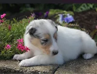 Meadow, a female Collie for sale in Shreve, OH – 5 of 7