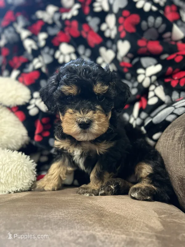 Jasper – Havanese, Havapoo puppy for sale in Shreve, OH