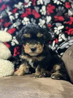 Jasper, a male Havanese and Havapoo for sale in Shreve, OH – 1 of 7
