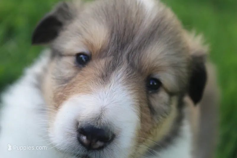 Lassie – Collie puppy on hold in Shreve, OH