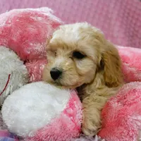 Baby Girl -Snuggles 💜💞, a female Havanese and Havapoo for sale in Shreve, OH – Photo 3 of 5