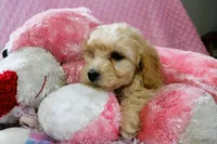 Baby Girl -Snuggles 💜💞, a female Havanese and Havapoo for sale in Shreve, OH – Photo 2 of 5