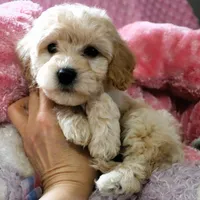 Baby Girl -Snuggles 💜💞, a female Havanese and Havapoo for sale in Shreve, OH – Photo 5 of 5