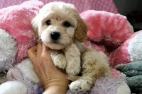 Baby Girl -Snuggles 💜💞, a female Havanese and Havapoo for sale in Shreve, OH – Photo 4 of 5