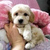 Baby Girl -Snuggles 💜💞, a female Havanese and Havapoo for sale in Shreve, OH – Photo 1 of 5