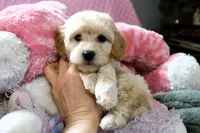Baby Girl -Snuggles 💜💞, a female Havanese and Havapoo for sale in Shreve, OH – Photo 5 of 5